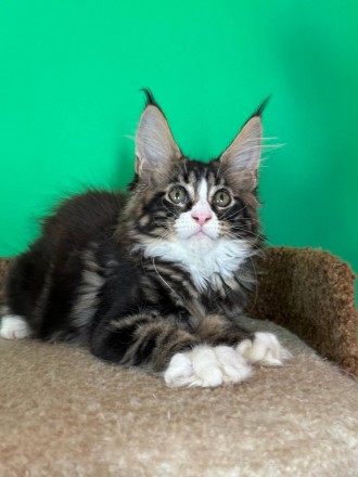 Мейн кун Львів. Львов. фото 1