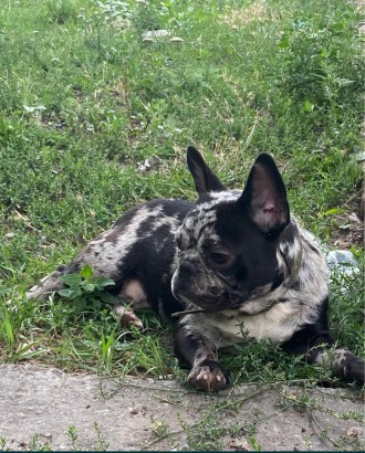 Цуценята французского бульдога від клубних породних батьків.
Є хлопчики і дівча. . фото 4