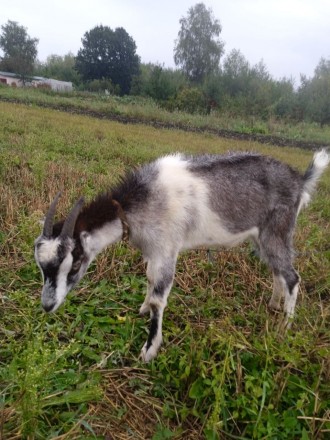 Продам козу породи ламанча (українська коротковуха). Молоко смачне, без запаху. . . фото 6