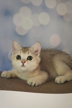 British shorthair. Британськи кошенята.
Британська короткошерстна дівчинка Рада. . фото 2