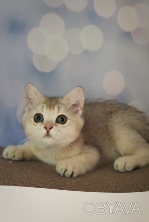 British shorthair. Британськи кошенята.
Британська короткошерстна дівчинка Рада. . фото 1