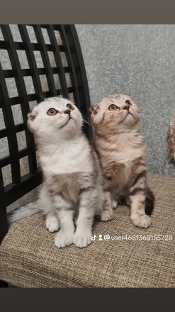 Шотландські кошенята. Біла Церква. фото 1 Шотландські кошенята. Біла Церква. фото 1