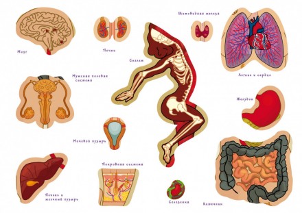 Интересная детская настольная игра обучающая с многоразовыми наклейками "Тело че. . фото 3