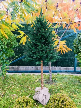 Новогодняя литая елка Traditional с натуральным деревянным стволом из живой сосн. . фото 6