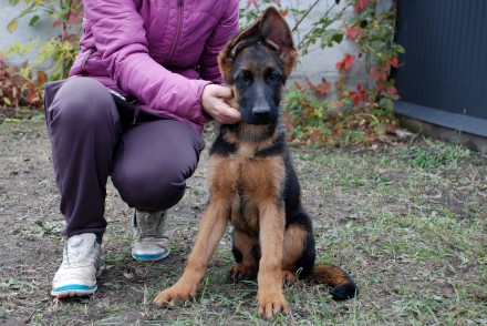 В розпліднику німецьких вівчарок є вільні цуценята хлопчики та дівчинка з відмін. . фото 3