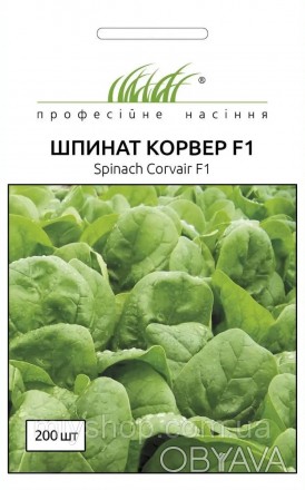 Пластический гибрид шпината для рынка свежей продукции и использования в салатны. . фото 1