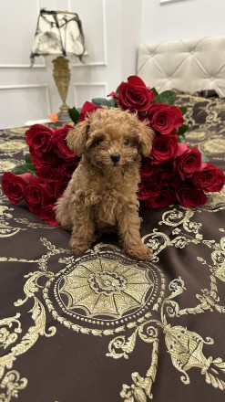 В продаже милейшие щенки породы Maltipoo. Каждый щенок милый и особенный. Выраст. . фото 6