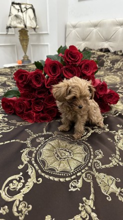 В продаже милейшие щенки породы Maltipoo. Каждый щенок милый и особенный. Выраст. . фото 5