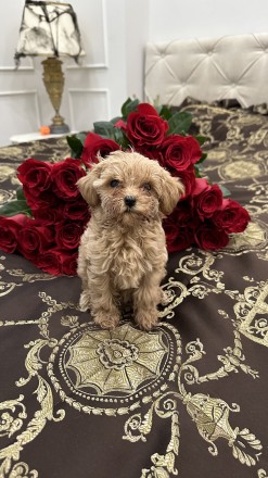 В продаже милейшие щенки породы Maltipoo. Каждый щенок милый и особенный. Выраст. . фото 8