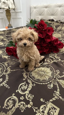 В продаже милейшие щенки породы Maltipoo. Каждый щенок милый и особенный. Выраст. . фото 4