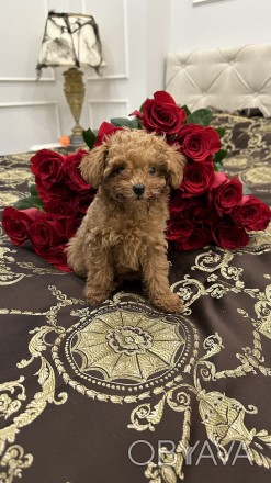 В продаже милейшие щенки породы Maltipoo. Каждый щенок милый и особенный. Выраст. . фото 1