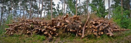 Предлагаем дрова твердых пород: дуб, ясень, акация. 

Дрова могут быть метровы. . фото 3