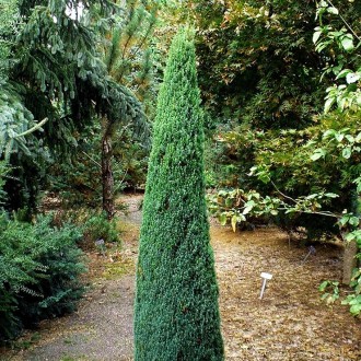 Можжевельник Арнольд / h 20-30 / Juniperus communis Arnold. Балаклія. фото 1 Можжевельник Арнольд / h 20-30 / Juniperus communis Arnold. Балаклія. фото 1
