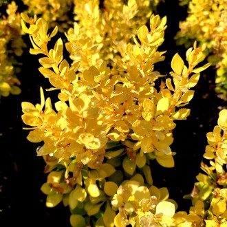 Барбарис Тунберга 'Спешл Голд' (Berberis thunbergii 'Special Gold') – это яркий,. . фото 6