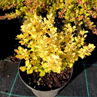 Барбарис Тунберга 'Спешл Голд' (Berberis thunbergii 'Special Gold') – это яркий,. . фото 4