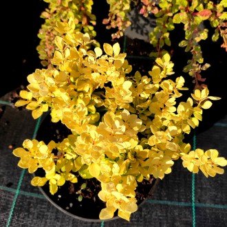 Барбарис Тунберга 'Спешл Голд' (Berberis thunbergii 'Special Gold') – это яркий,. . фото 3