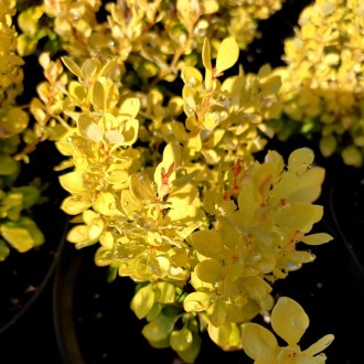 Барбарис Тунберга 'Спешл Голд' (Berberis thunbergii 'Special Gold') – это яркий,. . фото 5