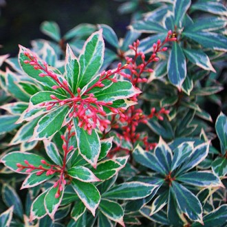 Пиерис японский Литл Хат / Pieris japonica Little Heath
Восхитительный вечнозеле. . фото 7