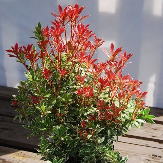 Пиерис японский Литл Хат / Pieris japonica Little Heath
Восхитительный вечнозеле. . фото 6