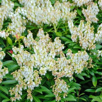 Пиерис японский Литл Хат / Pieris japonica Little Heath
Восхитительный вечнозеле. . фото 8