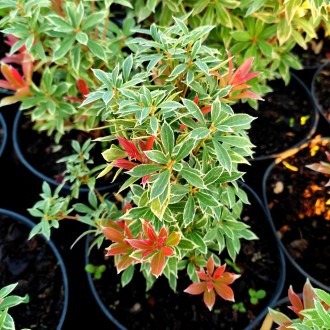 Пиерис японский Литл Хат / Pieris japonica Little Heath
Восхитительный вечнозеле. . фото 3