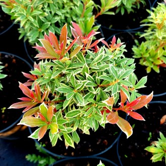 Пиерис японский Литл Хат / Pieris japonica Little Heath
Восхитительный вечнозеле. . фото 2