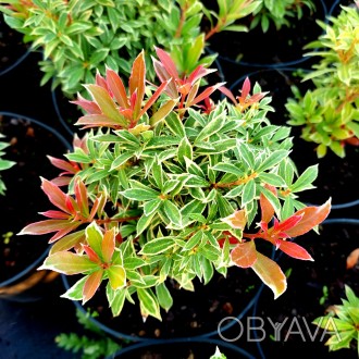 Пиерис японский Литл Хат / Pieris japonica Little Heath
Восхитительный вечнозеле. . фото 1