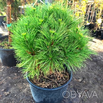 Сосна черная 'Спилберг' (Pinus nigra 'Spielberg') – компактный, карликовый сорт . . фото 1