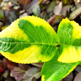 Гортензия крупнолистая 'Шоу Тайм' (Hydrangea m. 'Showtime') имеет вариегатные ли. . фото 3