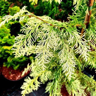 Кипарисовик Лавсона 'Луна' (Chamaecyparis lawsoniana 'Luna') – декоративный хвой. . фото 3