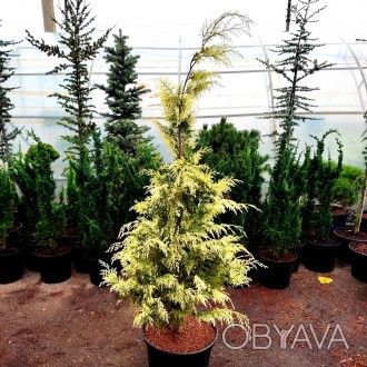 Кипарисовик Лавсона 'Луна' (Chamaecyparis lawsoniana 'Luna') – декоративный хвой. . фото 1