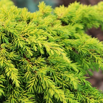 Можжевельник Лемон Карпет / Р14 / d 10-20 / Juniperus Lemon Carpet. Балаклія. фото 1 Можжевельник Лемон Карпет / Р14 / d 10-20 / Juniperus Lemon Carpet. Балаклія. фото 1