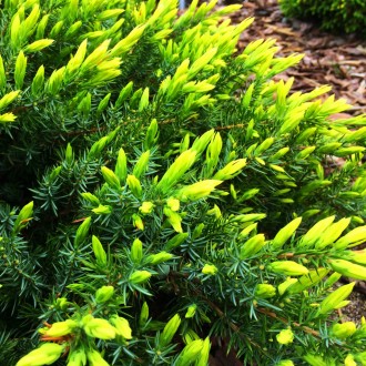 Можжевельник Санфлавер / Р16 / d 20-30 / Juniperus Sunflower. Балаклія. фото 1 Можжевельник Санфлавер / Р16 / d 20-30 / Juniperus Sunflower. Балаклія. фото 1