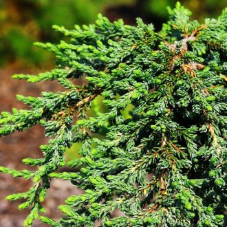 Можжевельник обыкновенный Зиал / Juniperus communis 'Zeal'
Медленно растущий пол. . фото 2