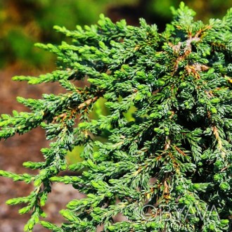 Можжевельник обыкновенный Зиал / Juniperus communis 'Zeal'
Медленно растущий пол. . фото 1