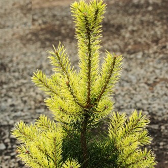 Сосна обычная 'Брентмор Блонд' (Pinus 'Brentmoor Blonde') — уникальная декоратив. . фото 2