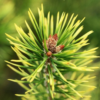 Сосна обычная 'Брентмор Блонд' (Pinus 'Brentmoor Blonde') — уникальная декоратив. . фото 5