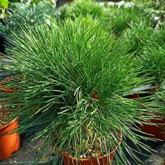 Сосна густоцветковая Ким / Pinus densiflora Kim 
Одна из самых маленьких густоцв. . фото 3