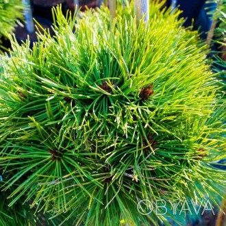 Сосна густоцветковая Ким / Pinus densiflora Kim 
Одна из самых маленьких густоцв. . фото 1