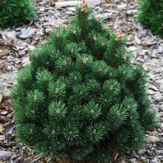 Сосна горная Дом / Pinus mugo Dom 
Медленно растущая селекция карликовой горной . . фото 3