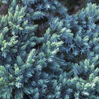 Можжевельник чешуйчатый Тропикал Блю / Juniperus squamata Tropical Blue
Декорати. . фото 3