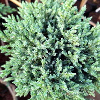 Можжевельник чешуйчатый Тропикал Блю / Juniperus squamata Tropical Blue
Декорати. . фото 1