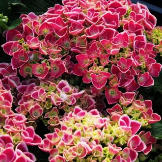 Гортензия крупнолистая 'Тиволи Рот' (Hydrangea m. 'Tivoli Rot') — элегантный сор. . фото 4