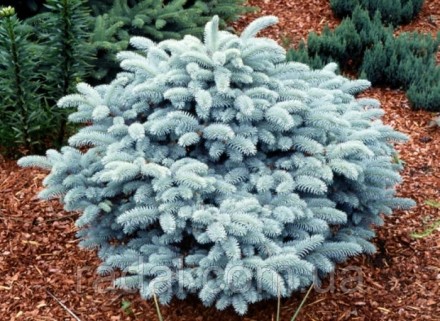 Ялина колюча Глаука Глокоза (Picea pungens Glauca Globosa) з комом. Львов. фото 1 Ялина колюча Глаука Глокоза (Picea pungens Glauca Globosa) з комом. Львов. фото 1