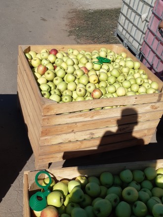 Продам яблука оптом сорту: Голден делішес, Джонаголд, Ред принц.
Якість відмінн. . фото 2