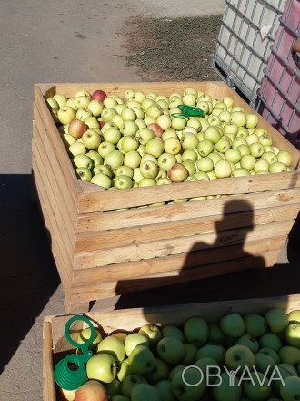 Продам яблука оптом сорту: Голден делішес, Джонаголд, Ред принц.
Якість відмінн. . фото 1