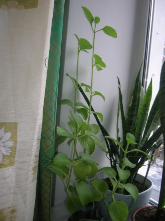 Простое на вид быстрорастущее растение плектрантус-первый враг моли. Только цвет. . фото 2