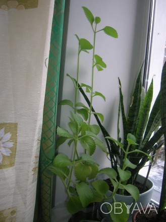 Простое на вид быстрорастущее растение плектрантус-первый враг моли. Только цвет. . фото 1