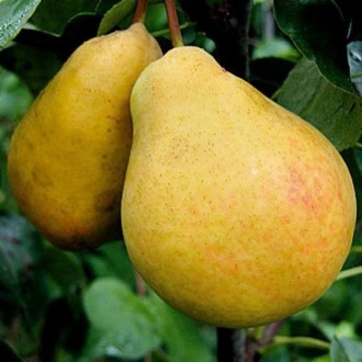 Сухофрукты, СУШКИ, (яблоки, груши, кизил, сливы,) ( можно сделать ассорти)..фрук. . фото 2