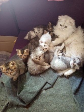 Котята на выбор шиншилла хайленд. Дніпро. фото 1 Котята на выбор шиншилла хайленд. Дніпро. фото 1